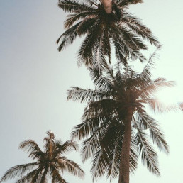 Leland NC palm trees